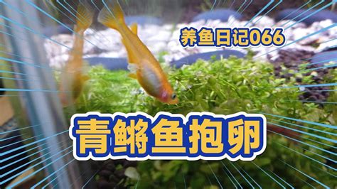 金魚產卵怎麼辦 数字学9号人